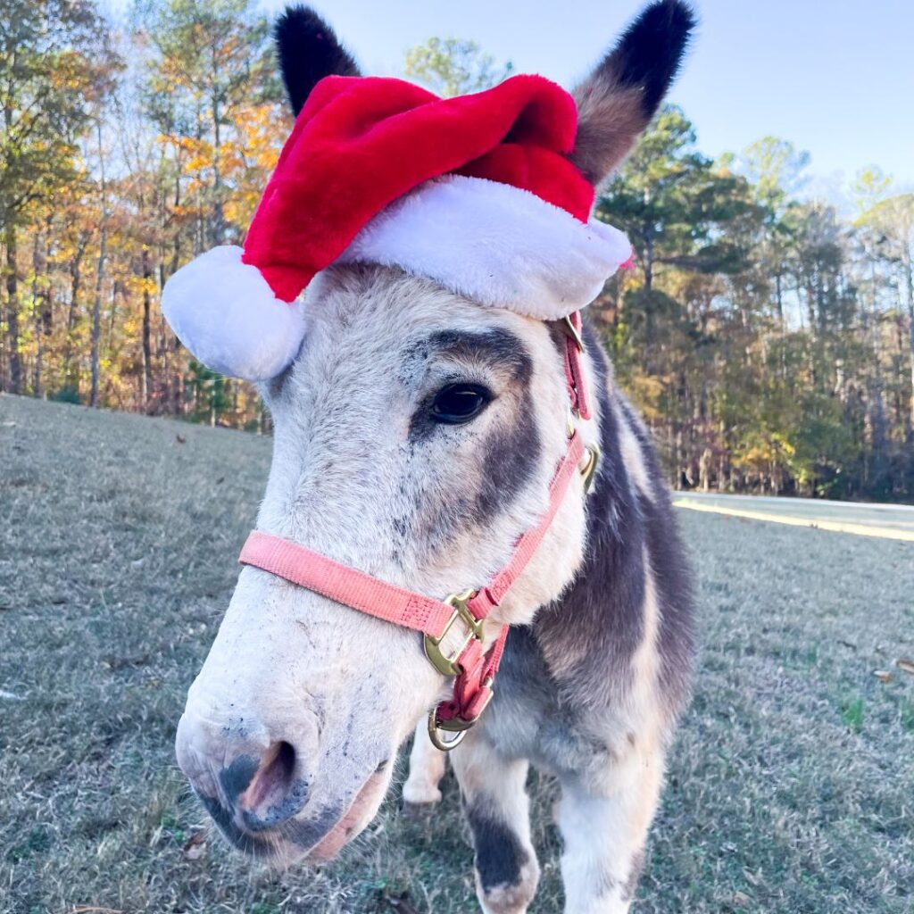 Pearl - Mini Donkey